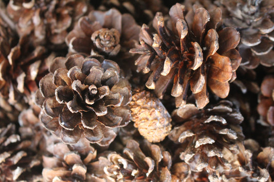 'Piece of the Pie' Waxed Pinecones